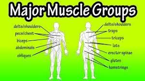 Learn more about the composition, form, and physical adaptations of the human body. Major Muscle Groups Of The Human Body Youtube