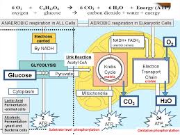 Cell respiration is the process of creating atp. Atp Structure Function Anaerobic And Aerobic Respiration Mitochondria Structure And Function Online Presentation