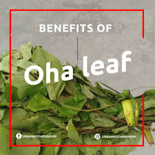 Image result for Ixora mildbraedii