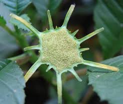 Image result for Dorstenia schliebenii