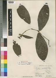 Image result for Rutidea fuscescens