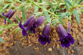 Image result for Aptosimum lugardiae