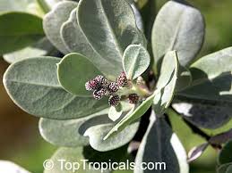 Image result for Conocarpus erectus