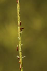 Image result for Elionurus tripsacoides