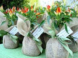 Gifts Green Ideas Plant Wedding Favors Chilli Plant Plant Gifts