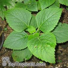 Image result for Plectranthus fruticosus