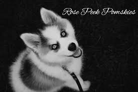 Black And White Pomsky Black And White Photos Are My Favorite And So Are Pomskies Minihusky Pomsky Mini Huskies Black And White