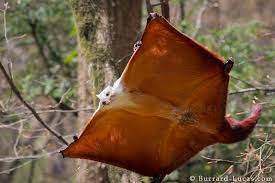 This Is F Ing Crazy Red Giant Flying Squirrel Flying Squirrel Squirrel Animals