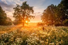 32,700+ Late Summer Stock Photos, Pictures & Royalty-Free Images - iStock |  Cornwall late summer, Late summer party, Late summer background