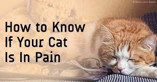 Check spelling or type a new query. Cat Pain Relief What To Do If Your Pet Is Hurting