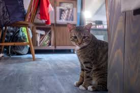 Cafes where you can enjoy some hot or cold drinks in the company of friendly and lazy cats. Best Cat Cafes In Shinjuku Tokyo Tokyoholics