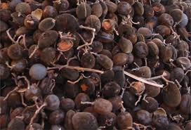 Le Solom Ou Dalium Guineense Petit Fruit Noir Qui Contient Une Pulpe Ornage Sucree Comestible On Le Trouve En Avril Et African Food Ghana Food Ghanaian Food