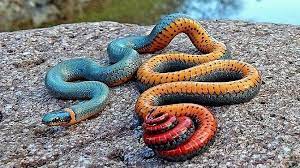 Prend connaissance des plus redoutables avec ce top 15 des serpents les plus dangereux il a un des venins les plus forts de tous les serpents, mais il est généralement considéré comme moins dangereux que le serpent à sonnette parce qu'il a. Les 10 Serpents Les Plus Venimeux Du Monde
