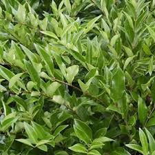 Image result for Ligustrum