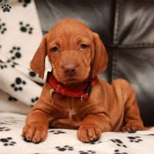 Browse thru our id verified puppy for sale listings to find your perfect puppy in your area. Vizsla Dogs For Sale In Pennsylvania