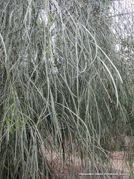 Image result for Gnidia stenophylla