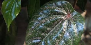 Daun sirih cina atau ketumpang air, yang biasanya dianggap sebagai. 15 Manfaat Daun Sirih Cina Untuk Kesehatan Dan Cara Menggunakannya Kaya Khasiat Merdeka Com