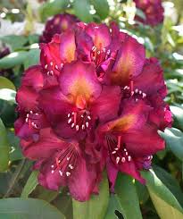 Rhododendron Frank Galsworthy Photo By Jan R Fuller Trees To Plant Beautiful Flowers Beautiful Flower Arrangements