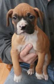 Beautiful akc boxer puppies with great temperament, attitude, looks, & champion blood lines. Boxer Puppy Dog For Sale In Gasport New York