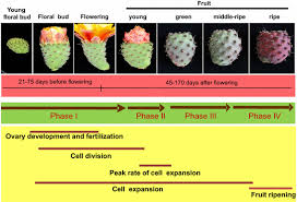 Cactus fruits are edible, and can be consumed to reduce the player's hunger. Mirna Expression During Prickly Pear Cactus Fruit Development Springerlink
