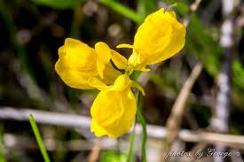 Image result for Utricularia  cornuta