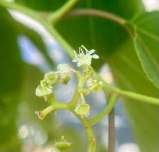 Image result for Hovenia