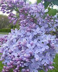 Firmament Lilac Gardener S Supply Company Lilac Tree Lilac Bushes Types Of Flowers