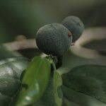 Image result for Leptonychia tokana