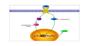 Signaling Pathway Involved in the Immunomodulatory Effect of Ganoderma  atrum Polysaccharide in Spleen Lymphocytes