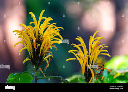 Image result for Justicia aurea