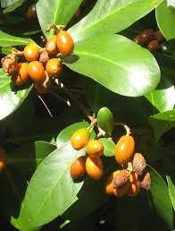 Image result for Corynocarpus