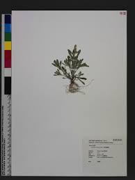 Image result for Gnaphalium polycaulon