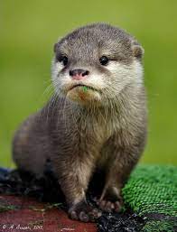 Lil Baby Cute Animals Cute Baby Animals Animals