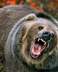 See more of grizzly bear on facebook. Grizzly Bear Disney Animals Wiki Fandom