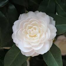 Camellia Japonica White By The Gate Thumbnail Country Garden Flowers Amazing Flowers Camellia