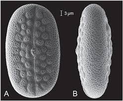 Image result for Justicia engleriana