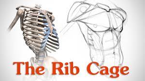 Rib bones are not classified as long bones.instead, anatomists classify the ribs as flat bones, and they are located within the axial skeleton.together with the sternum, thoracic vertebrae, and costal cartilages, the ribs form the thoracic cage, also called the bony thorax. Anatomy Of The Rib Cage For Artists Youtube