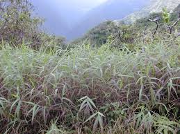 Image result for Melinis minutiflora