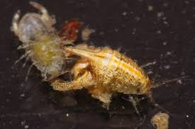 Image result for Mostuea hirsuta