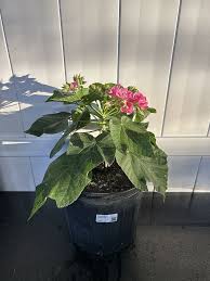 Image result for Dombeya buettneri