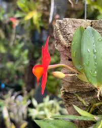 Image result for Ophrypetalum odoratum