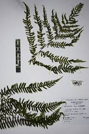 Image result for Cyathea cf. humilis