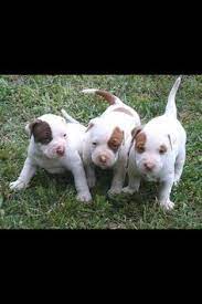 17 Pitbulls Ideas Pitbulls Pitbull Puppies Dogs And Puppies