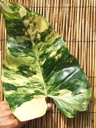 Philodendron Domesticum Variegatum Plant In 2x2x7 Pot In 2020 Plants Philodendron Variegated Plants