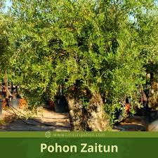 Tapi, sebelum itu, ketahuilah bahwa ada empat jenis. Mengenal Pohon Zaitun Pohon Seribu Khasiat Ciriciripohon Com