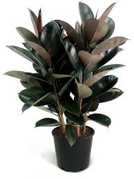 Ficus Burgundy Bush Plants Ficus Easy House Plants