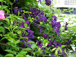 Check spelling or type a new query. Clematis Crazy Digging Ri