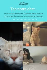 Tao Notre Chat Maman Pipelette En 2020 Famille D Accueil Copain Tao