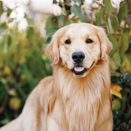 Golden Retriever | Showsight