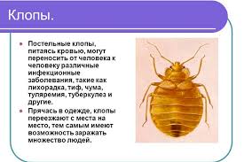 как избавится от клопов в квартире в домашних условиях Izbavlyaemsya Ot Klopov V Domashnih Usloviyah Raz I Navsegda Samostoyatelno Narodnymi Sredstvami Bystro I Navsegda Video